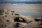 Hollow Coquina Sand Castles