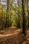 Hollow forest path overgrown with trees