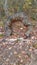 Hollow log forest floor in autumn