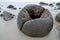 Hollow Moeraki Boulder on beach in New Zealand