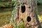 Hollow oak tree trunk with two holes at water