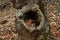 Hollow of plane tree with leaves in Autumn