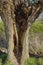 Hollow pollarded willow trunk - salix