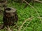 Hollow stump with colorful mushrooms growing on it, surrounded by lush vegetation