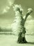 Hollow tree in infrared