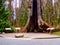 Hollow Tree, Stanley Park, Vancouver