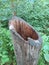 Hollow Tree Stump in Woods