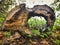 Hollow trunk of a tree lying