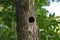 A hollow in the trunk of a tree. A natural nest of birds