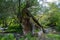 Hollow willow tree trunk near Olt river in Transylvania