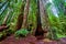 Hollowed out stunning ancient Redwood tree in California forest