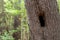 Hollowed Tree Trunk in the Forest