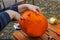 Hollowing out a pumpkin to prepare halloween lantern