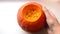 Hollowing out a pumpkin to prepare halloween lantern. Man`s hands shows pulp and pumpkin seeds.