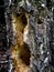 Hollows and holes in an old tree in the forest