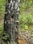 Hollows and holes in an old tree in the forest