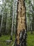 Hollows and holes in an old tree in the forest