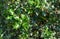 Holly Berries Leaves, Holy Berry Leaf, European Ilex Branch, Christmas Decoration