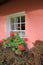 Holly berries,red geraniums and pretty window on pink wall of home