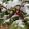 Holly Berries in the snow