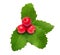 Holly berry Christmas decoration