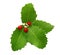 Holly berry Christmas decoration