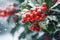 Holly berry cluster with green leaves covered with snow outdoor. Traditional evergreen Christmas plant