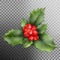 Holly berry leaves Christmas decoration. EPS 10 vector