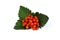 Holly berry leaves Christmas decoration isolated on white background