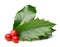 Holly berry leaves isolated