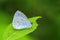 Holly Blue Butterfly - Celastrina argiolus resting on a nettle leaf