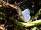 Holly blue butterfly (Celastrina argiolus) in summer. The holly blue has pale silver blue wings spotted with pale