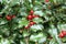 Holly Bush Branch with Berries