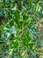 Holly Bush leaf vibrant green