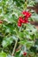 Holly bush with red berries