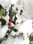 Holly Bush in the Snow -13