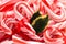 Holly and Candy Cane Background.