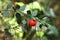 Holly green foliage with mature red berry