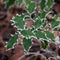 Holly (Ilex) leaves covered with hoar frost in winter