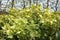 Holly-leaved hellebore in flower