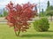 Holly maple `Crimson King` Acer platanoides Crimson King and mountain pine in the urban landscape. Kaliningrad