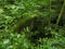 Holly and moss-covered bridge