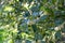 Holly Nellie R. Stevens flower buds Ilex aquifolium