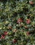 Holly Plant Christmas Background With Red Berries