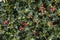 Holly Plant Christmas Background With Red Berries