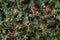 Holly Plant Christmas Background With Red Berries