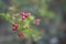 Holly and Red Berry Background . Close-up of Ilex aquifolium or European holly leaves and fruit