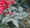 Holly and Red Berry Background .Close-up of Ilex aquifolium or European holly leaves and fruit