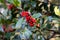 Holly tree branch (German European Holly) with red berries, background. selective focus