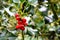 Holly tree with leaves and red berries closeup. Christmas tree.